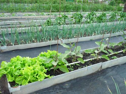 Грядки своими руками не, как у всех интересные идеи. Как создать грядки своими руками не, как у всех: интересные идеи готовых вариантов