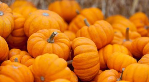 Какие бывают виды тыквы. Какая уродилась, на то и пригодилась 02