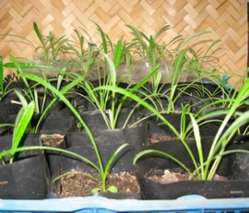 Как собрать семена газании. Почему у гацании не стоит собирать семена? 02