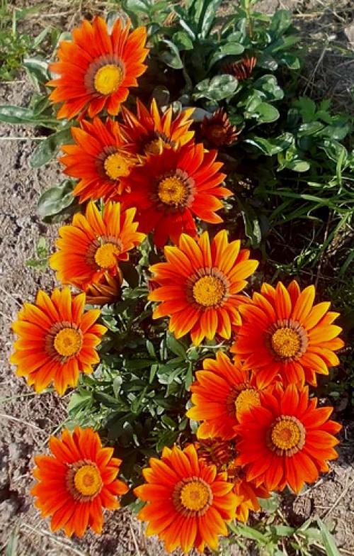 Как собрать семена газании. Почему у гацании не стоит собирать семена? 08