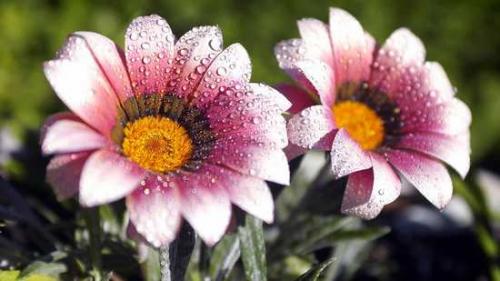 Как собрать семена газании. Почему у гацании не стоит собирать семена? 11