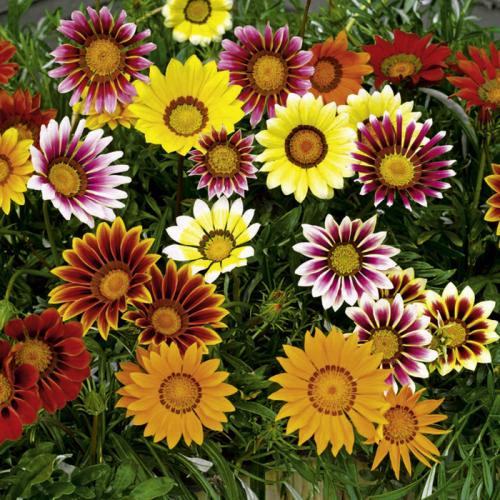 Как собрать семена газании. Почему у гацании не стоит собирать семена? 04