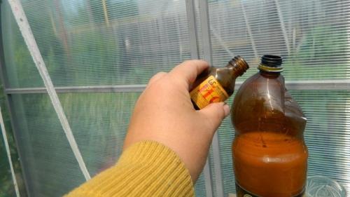 Чем подкормить капусту, чтобы завязались головки. Нужна ли подкормка капусты для завязывания кочанов