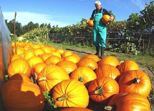Когда можно убирать урожай тыквы. Когда собирать урожай тыквы
