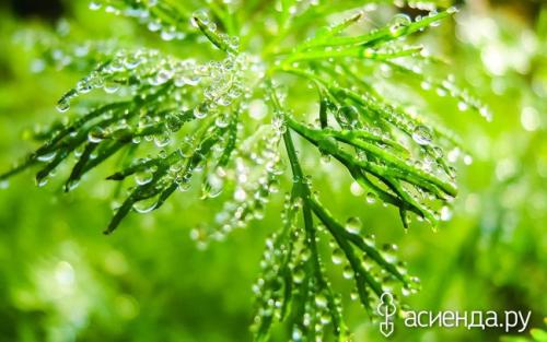 Боится ли укроп заморозков. Не расстаемся с укропом осенью