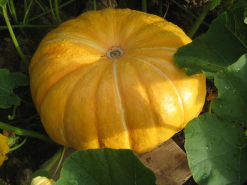 Когда можно убирать урожай тыквы. Когда собирать урожай тыквы