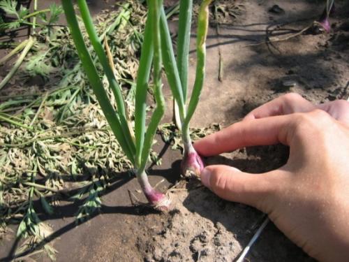 Крупный лук из семян