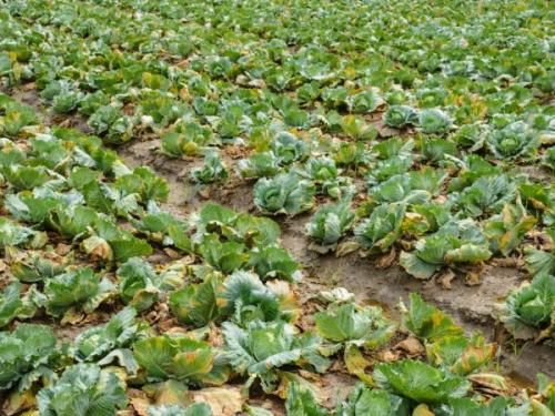 Болезни капусты и методы борьбы с ними