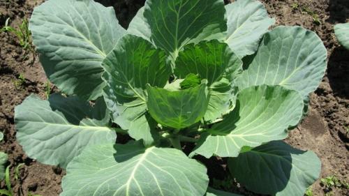 Не завязываются кочаны почему. Почему капуста не завязывает кочаны: причины