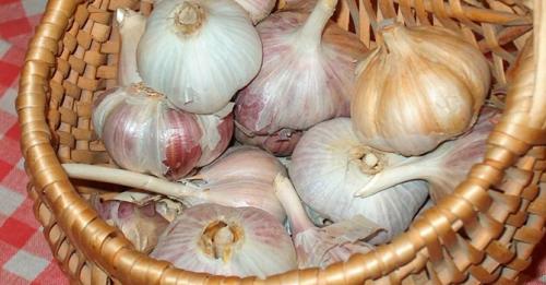 Как хранить чеснок в домашних условиях — самые простые способы хранения