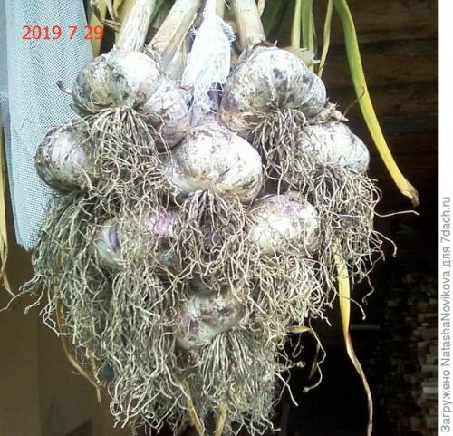 Как хранить чеснок в квартире форум. Комментарии к записи (стр. 1)