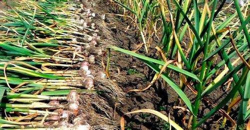 Как хранить чеснок в домашних условиях — самые простые способы хранения