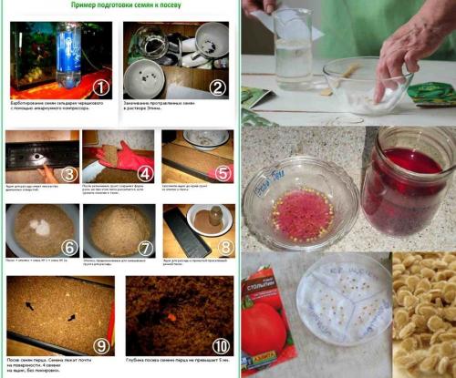 Стевия уход. Уход за рассадой стевии в открытом грунте 03