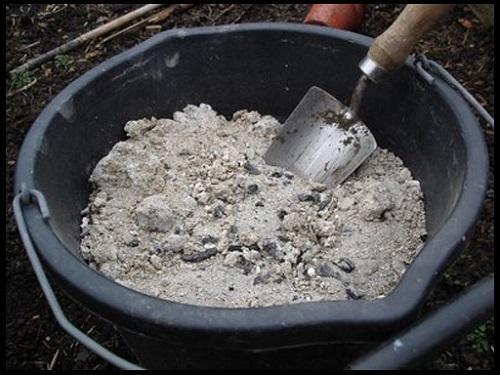 Как ускорить рост свеклы на грядке. Чем подкормить свеклу, если она плохо растет?