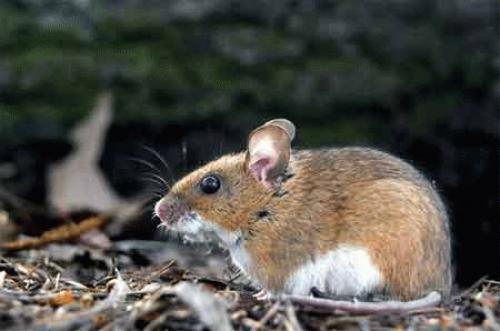 Как избавиться от полевых мышей на участке самый эффективный способ. Как избавиться от полевки в саду