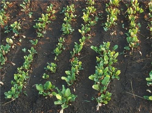 Как ускорить рост свеклы на грядке. Чем подкормить свеклу, если она плохо растет?