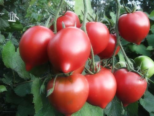 Все о помидорах выращивание от а до я. Как выращивать томаты в открытом грунте