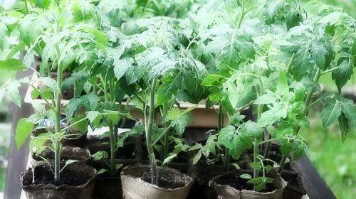 Все о помидорах выращивание от а до я. Как выращивать томаты в открытом грунте