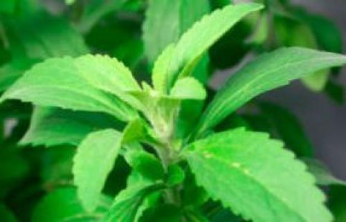 Как вырастить стевию на даче. Описание растения стевия, условия для выращивания 08