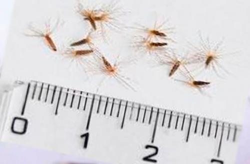 Как вырастить стевию на даче. Описание растения стевия, условия для выращивания 10 Как вырастить стевию на даче. Описание растения стевия, условия для выращивания 10