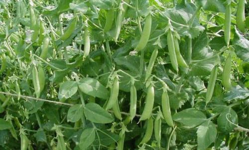 Сидераты для картофеля. Какие сидераты подойдут для посадки и выращивания картофеля