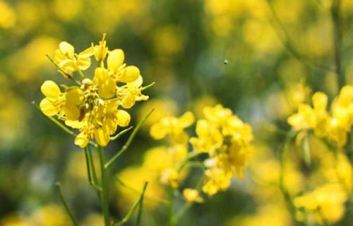 Горчица, как сидерат когда сеять и когда закапывать. Когда и как сеять