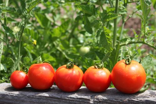 Как собрать семена помидоров в домашних условиях правильно. Как собрать семена помидоров
