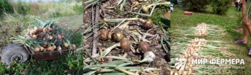 При какой температуре мерзнет лук. Как хранить лук зимой