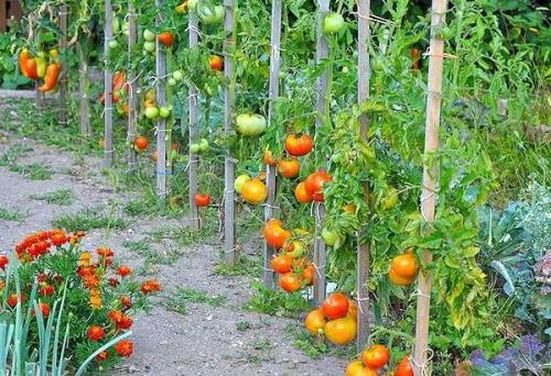 Как правильно сделать правильно семена томатов. Как правильно отобрать помидоры или 5 основных ошибок 23