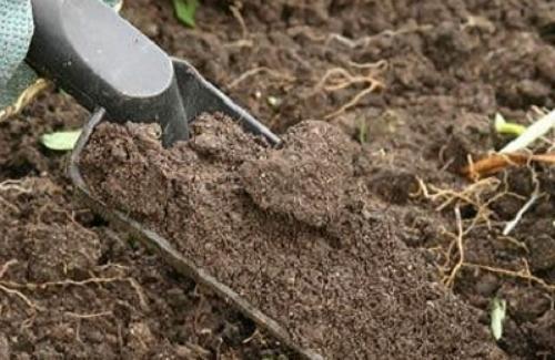 Как ускорить рост свеклы на грядке. Чем подкормить свеклу, если она плохо растет?