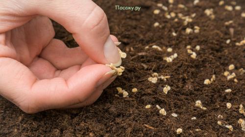 Как собрать семена помидоров в домашних условиях правильно. Как собрать семена помидоров