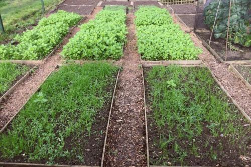 Какие сидераты лучше сеять осенью. В какое время сеять сидераты осенью 2020 года?