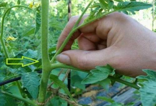 Как правильно сделать правильно семена томатов. Как правильно отобрать помидоры или 5 основных ошибок 20