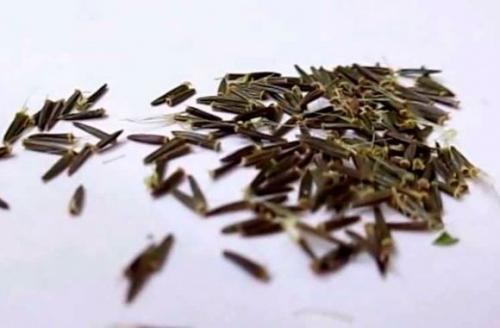 Как вырастить стевию на даче. Описание растения стевия, условия для выращивания 09 Как вырастить стевию на даче. Описание растения стевия, условия для выращивания 09