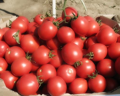 Все о помидорах выращивание от а до я. Как выращивать томаты в открытом грунте