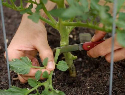 Как правильно сделать правильно семена томатов. Как правильно отобрать помидоры или 5 основных ошибок 22