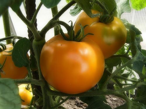 Все о помидорах выращивание от а до я. Как выращивать томаты в открытом грунте