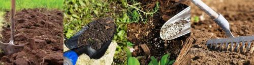 Стевия уход. Уход за рассадой стевии в открытом грунте 02