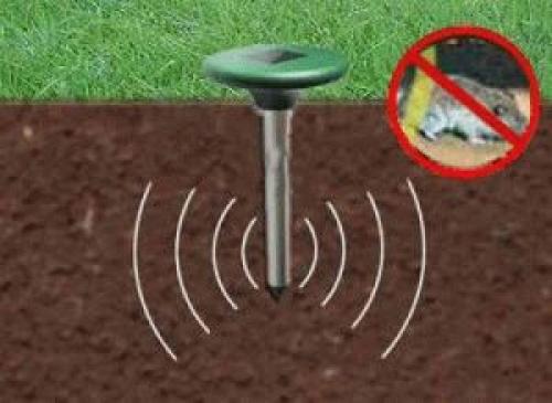 Как избавиться от полевых мышей на участке самый эффективный способ. Как избавиться от полевки в саду