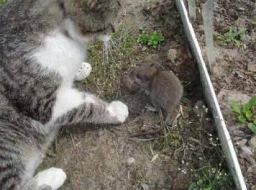 Как избавиться от полевых мышей на участке самый эффективный способ. Как избавиться от полевки в саду