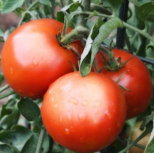 Все о помидорах выращивание от а до я. Как выращивать томаты в открытом грунте