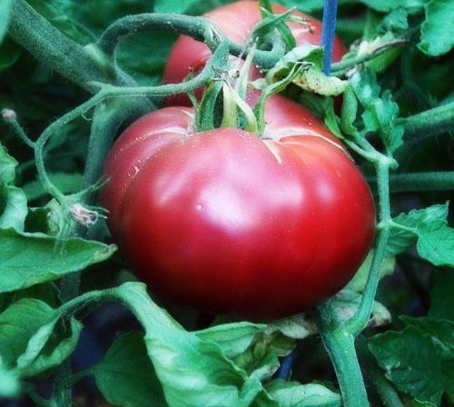 Все о помидорах выращивание от а до я. Как выращивать томаты в открытом грунте