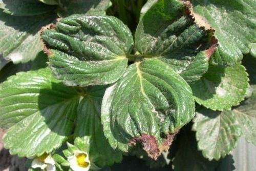 Подкормка клубники в первый год. Когда нужна подкормка клубнике?