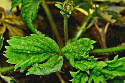 Подкормка клубники в первый год. Когда нужна подкормка клубнике?