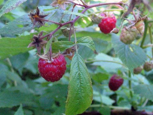 Выращивание малины кустом. Весенний уход