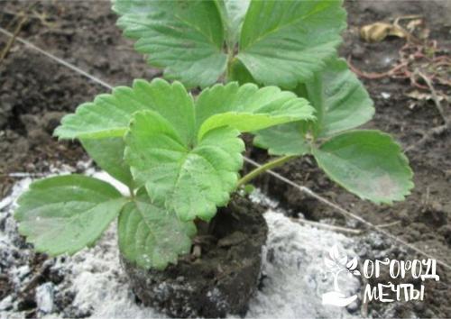 Подкормка клубники пеплом. Органические удобрения