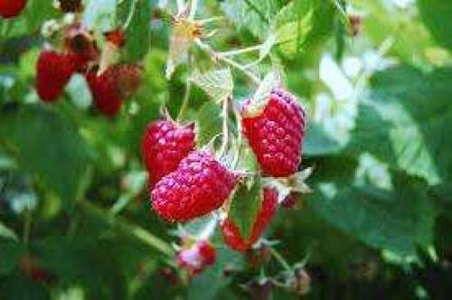 Какой должен быть посадочный материал малины. Как выбирать саженцы малины?