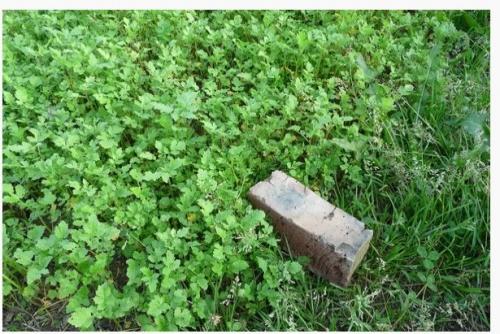 Чем полить грядки после сбора урожая. Мои обязательные процедуры после уборки урожая картофеля