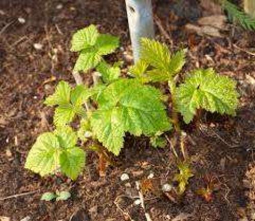 Какой должен быть посадочный материал малины. Как выбирать саженцы малины?