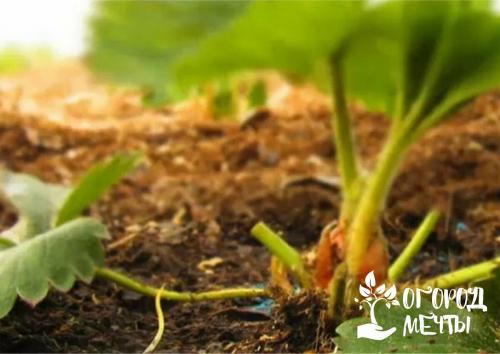 Подкормка клубники пеплом. Органические удобрения